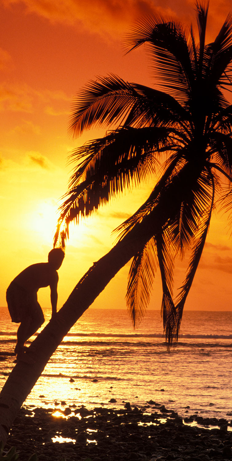 Coconut Tree Climber